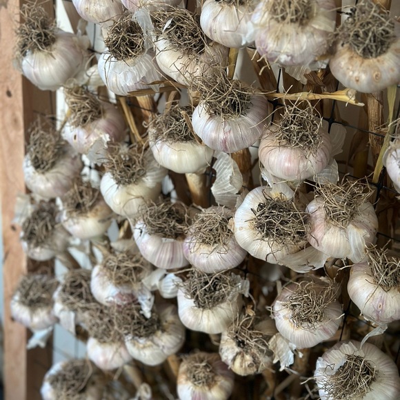 Garlic from The Farm: San Juan Island - Picture 9 of 14